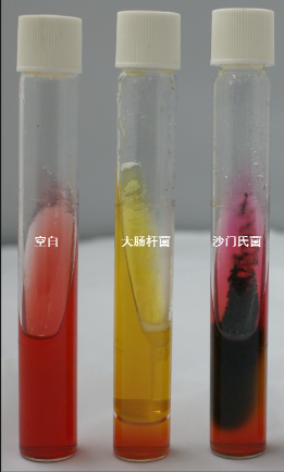 VRBA內(nèi)的紅色小菌落，有可能是沙門氏菌？